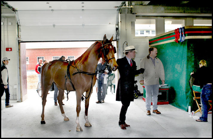 Arabian Horse Show