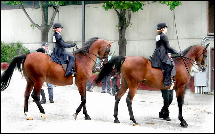 Arabian Horse Show