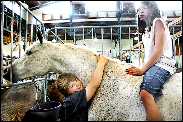 Arabian Horse Show