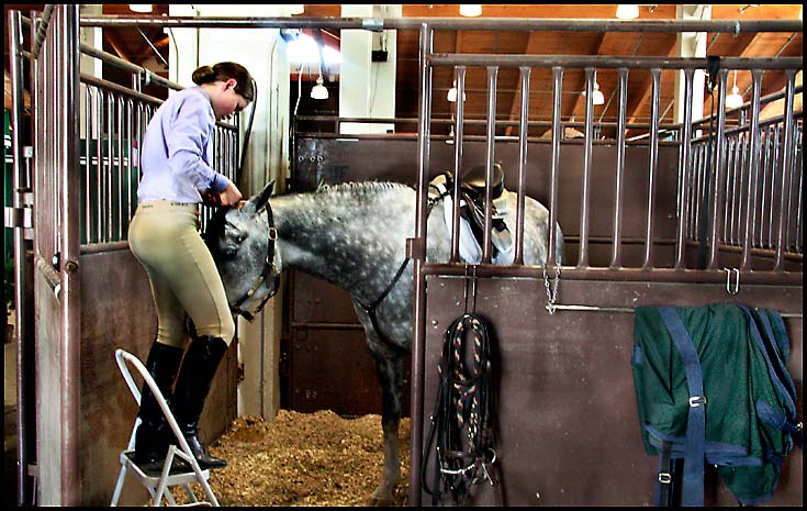 Arabian Horse Show