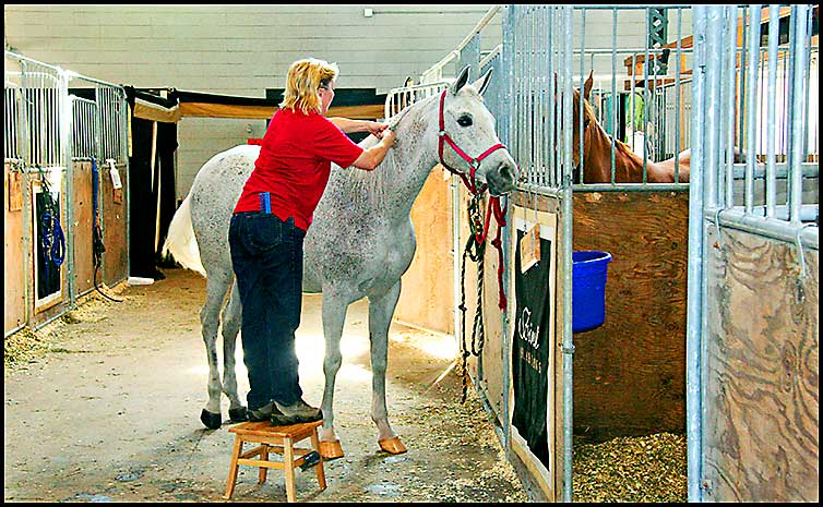 Arabian Horse Show