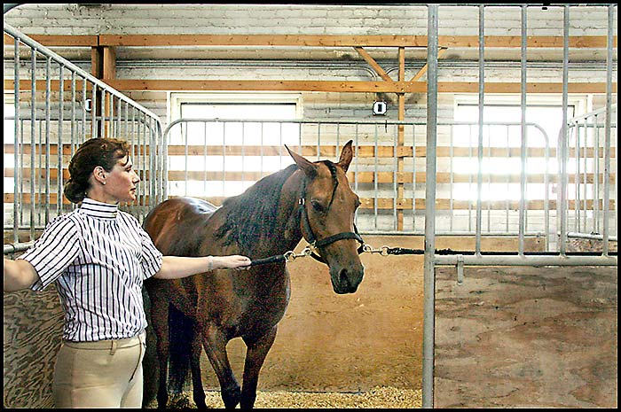 Arabian Horse Show