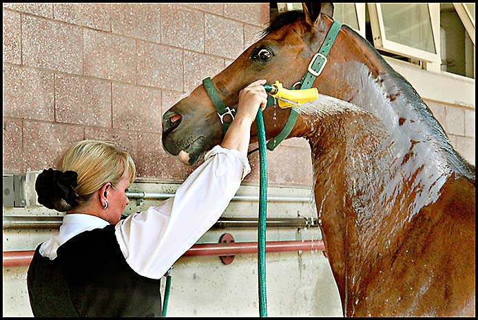 Arabian Horse Show