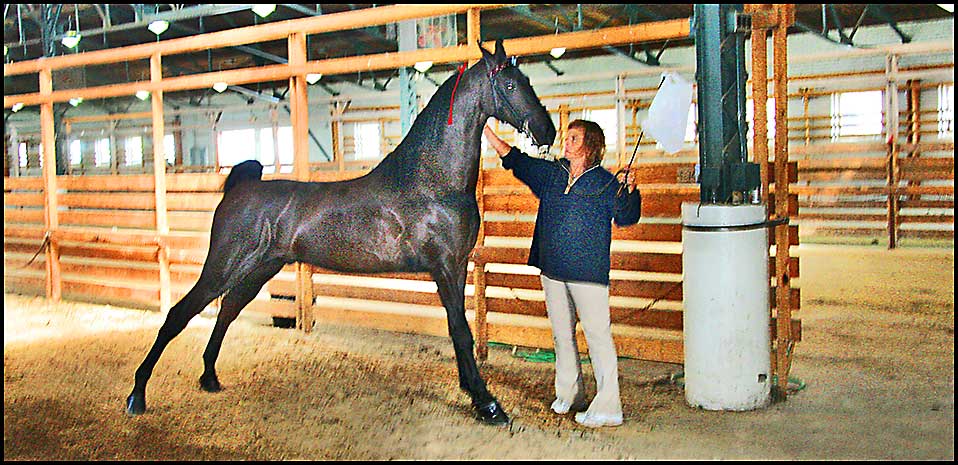 ASAW Saddlebred Horse Show