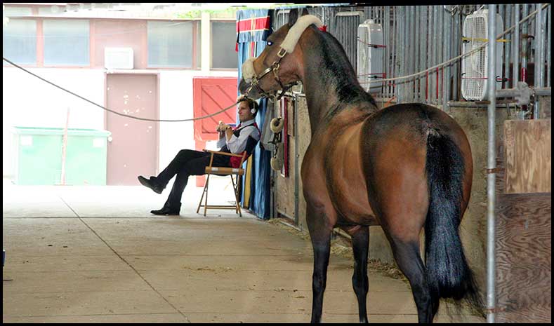 ASAW Saddlebred Horse Show