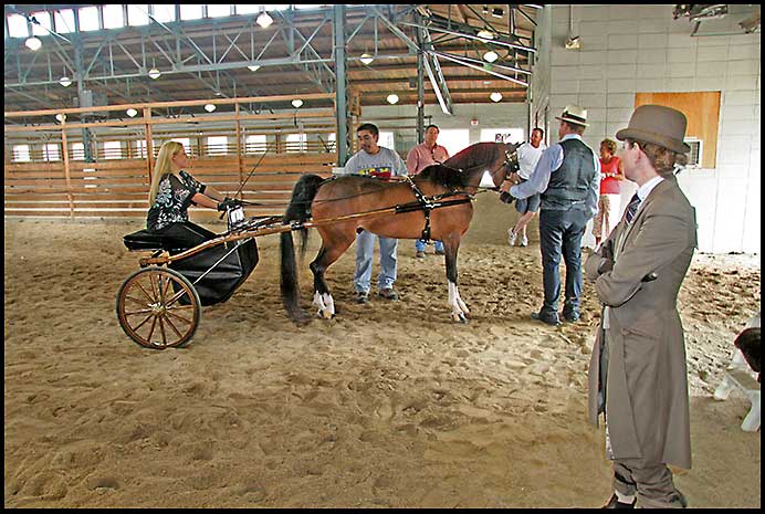 ASAW Saddlebred Horse Show