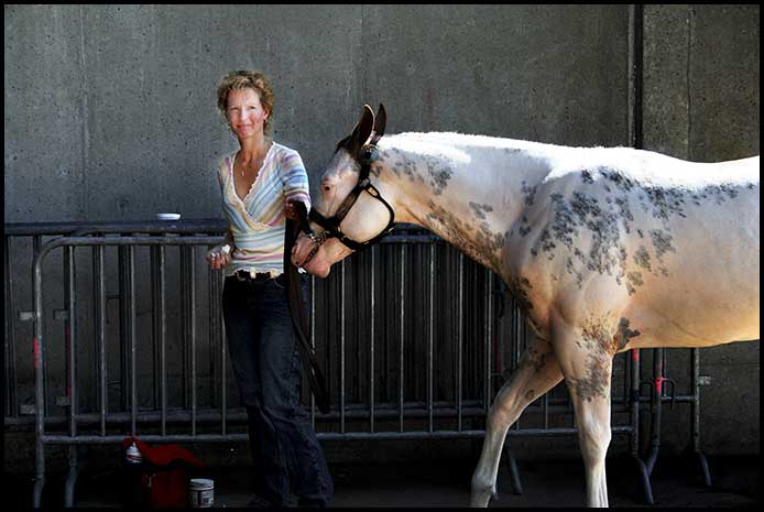 Paint Horse Show