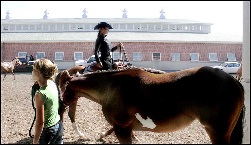 Paint Horse Show