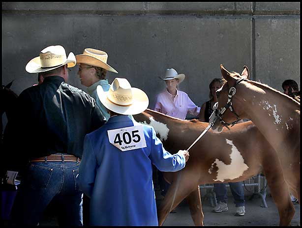 Paint Horse Show