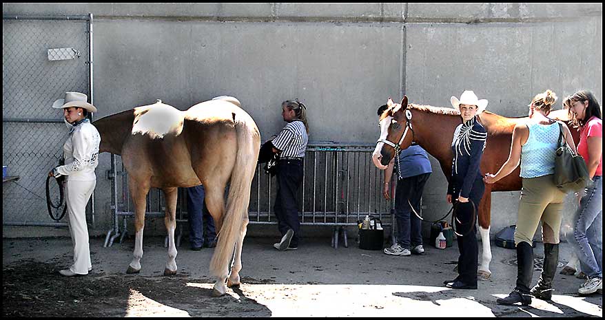 Paint Horse Show