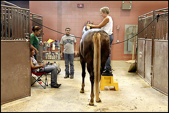 Paint Horse Show