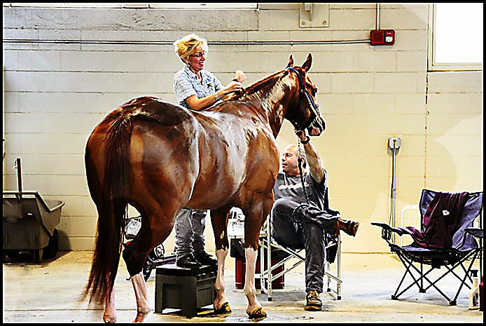 Paint Horse Show