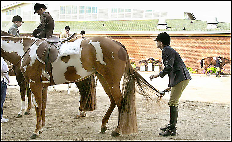 Paint Horse Show