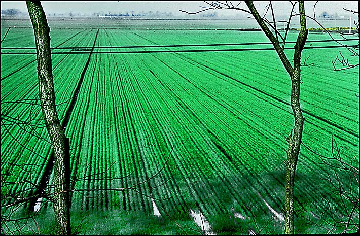 Delta Farmland