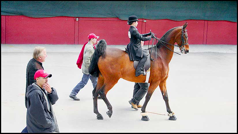 Saddlebred Horse Show