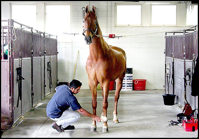 Saddlebred Horse Show