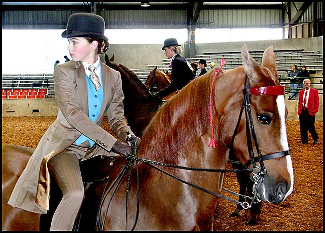 Saddlebred Horse Show