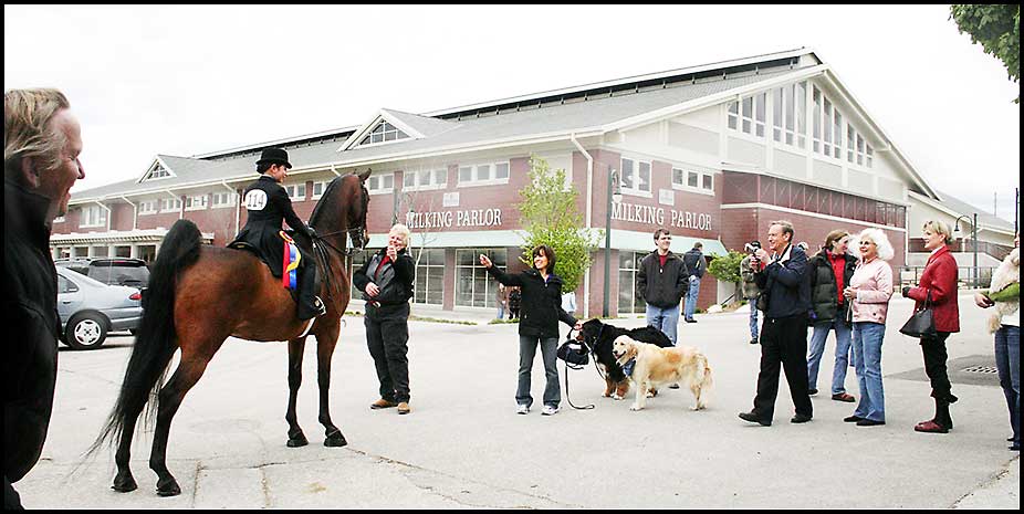 Saddlebred Horse Show