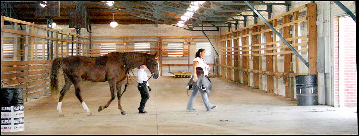 Saddlebred Horse Show