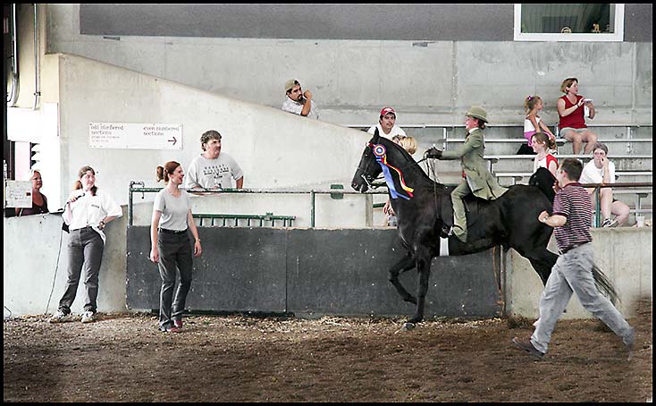 Saddlebred Horse Show