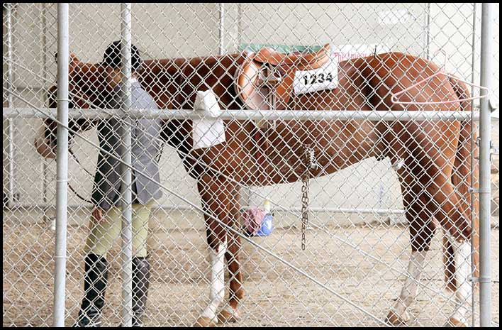 Paint Horse Show